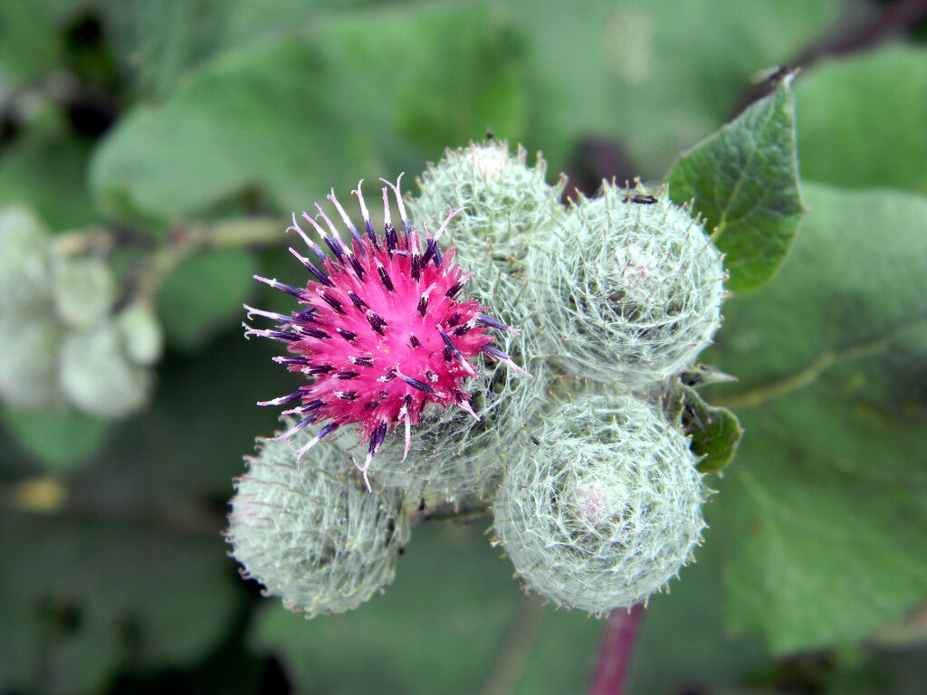burdock_831989_1920-5775122
