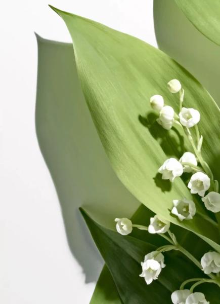 Аромат, який виходить раз на рік: Guerlain Muguet 2024 Mill&eacute;sime