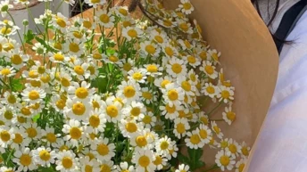 П'ять найцікавіших ароматів з ромашкою